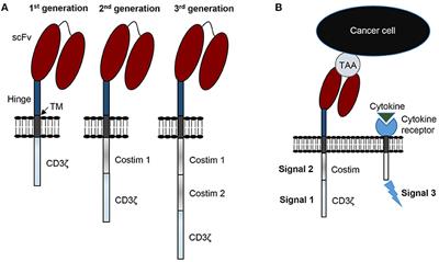 Genetic Modification Strategies to Enhance CAR T Cell Persistence for Patients With Solid Tumors